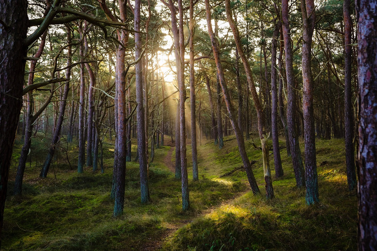 Sunlit forest